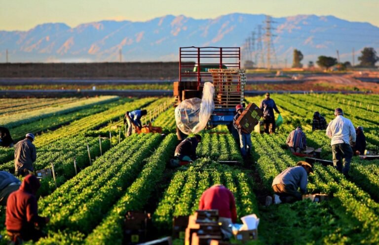 Farm Jobs in Australia With Visa Sponsorship 2026: Earn upto AUD 85,000