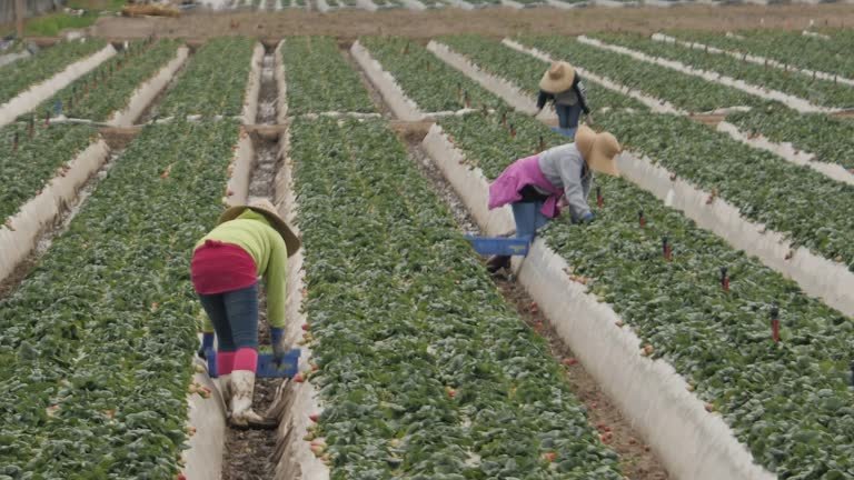 USA Farm Jobs With H-2A Visa in 2026